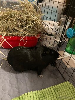 3 morčata samice - 4