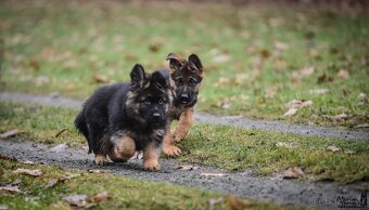 Německý ovčák štěňata - 4