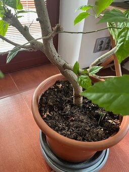 Ibišek pokojový 2 kusy - 4