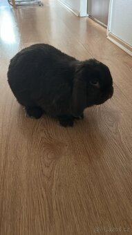 Beránek zakrslý králíček - 4