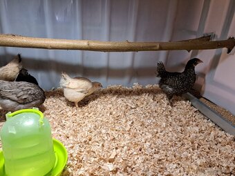 Kuřice Dominant - 4