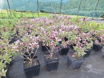 Vajgélie (Weigela) - 4