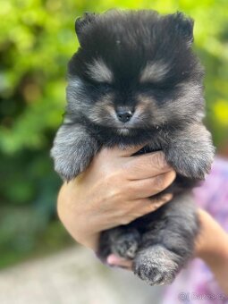 Štěňata Pomeranian - 4