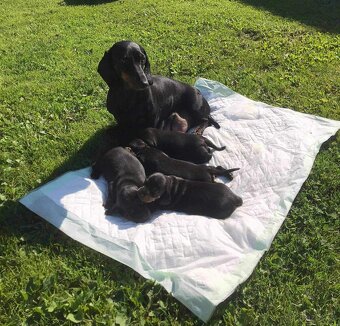 Jezevčík hladkosrstý - 4