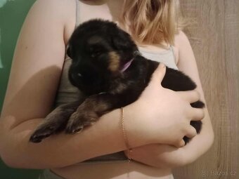 Německý ovčák - štěňátka s PP - 4
