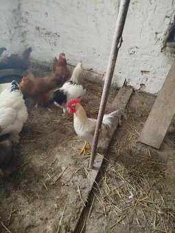 Prodám nasadova vajička - 4