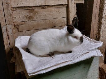 Kalifornský černý - 4