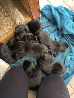 Štěňátka - Border Kolie x Labrador - 4