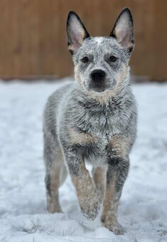 Australský honácký pes - s PP - 4