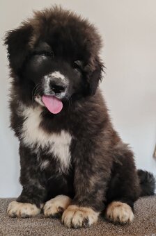 Kavkazský pastevecký pes s PP - 4