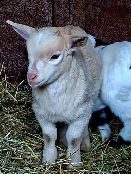 Holandská koza zakrsla - 4