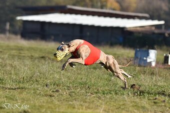 Whippet - 4