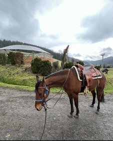2,5letý reiningový quarter horse k prodeji - 4
