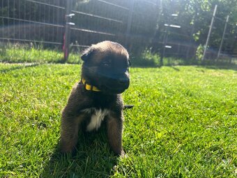 Belgický ovčák - malinois s PP - 4