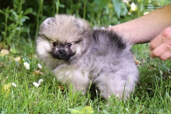 Pomeranian s PP FCI - 4