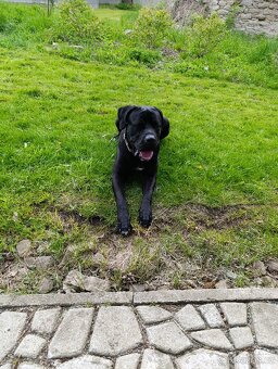 Štěňata Cane Corso - 4