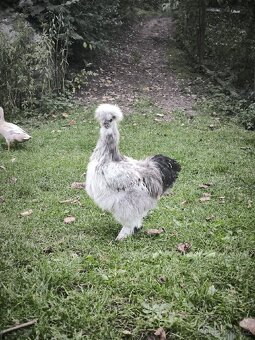 Hedvábnička kohout - 4