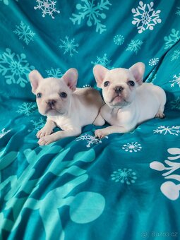 Francouzský buldoček - 4