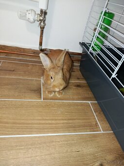 Darujeme 2 zakrslé králíčky s výbavou - 4