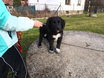 Kříženec border kolie - 4