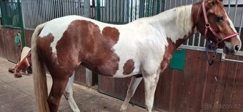 Paint horse kobyla - 4
