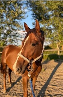 Predám appaloosa kobylu - 4