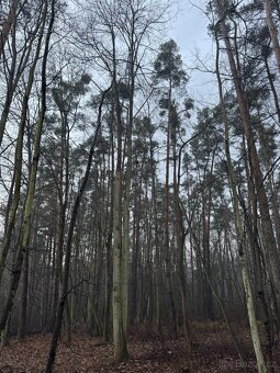Prodám pozemky v k.ú. Břehy (2) - 4