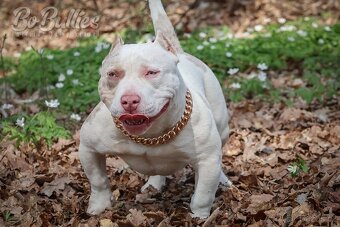 American bully pocket ABKC fenka na prodej - 4