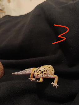 Gekončík noční - 4