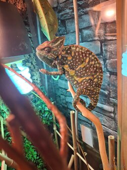 Chameleon jemenský - 4
