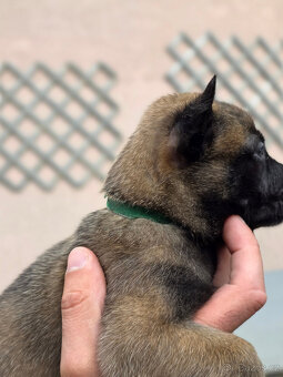 Prodám štěněta Belgický ovčák Malinois s PP - 4