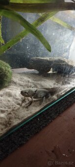 Axolotl Mexický - 4