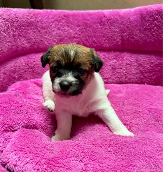 Jack Russel terier - stenata s prukazem puvodu - 4