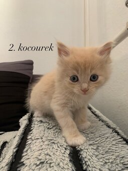 Mainská mývalí x Domácí kočka - 4
