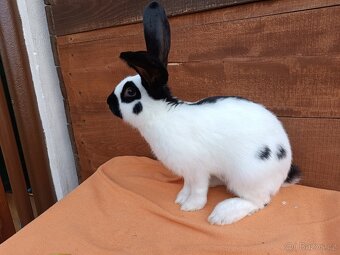 Německý Obrovitý Strakáč č 2 - 4