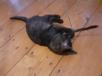 Venkovskà koťata - 4