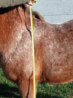Sportovy pony kobylu - 4
