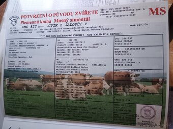 Plemenný býk - 4