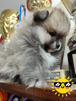 Pomeranian s PP - 4