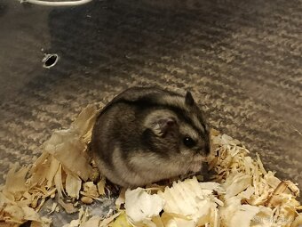 Křečík džungarský - 4