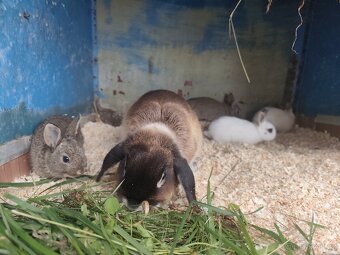 Zakrslý králík - 4