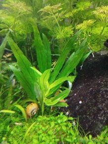 Akvarijní Rostliny prostříh mix - 150kč/pytlík - 4