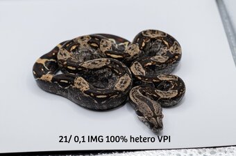 Hroznýš královský IMG het VPI - 4