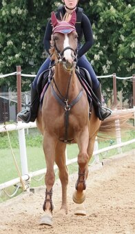 Klisna po Lord Weingard - 4