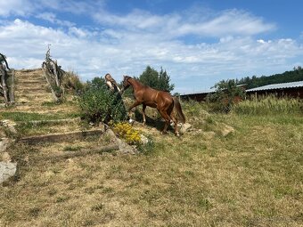 Roční Pony klisna 1/2 QH - 4