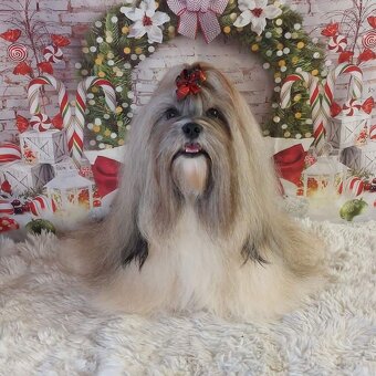 Lhasa Apso Štěňata s PP - FCI 2025/26 - 4