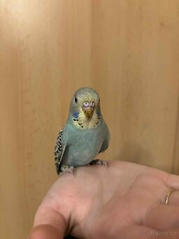 Prodám mladé andulky po vylétnutí z budky - 4