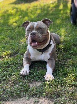 American Bully pocket krytí - 4
