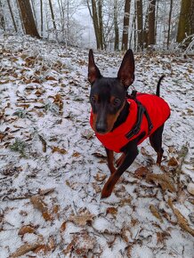 Trpasličí pinč s PP ke krytí - 4