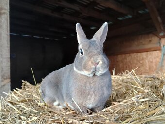 Zakrslý rex divoce modrý samička mazlíček - 4